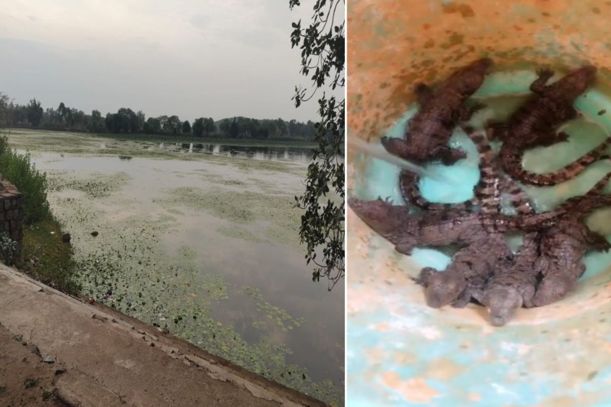 Bilaspur News: बिकमा तालाब में अब भी मौजूद हैं 3 बड़े मगरमच्छ, वन विभाग ने बढ़ाई निगरानी