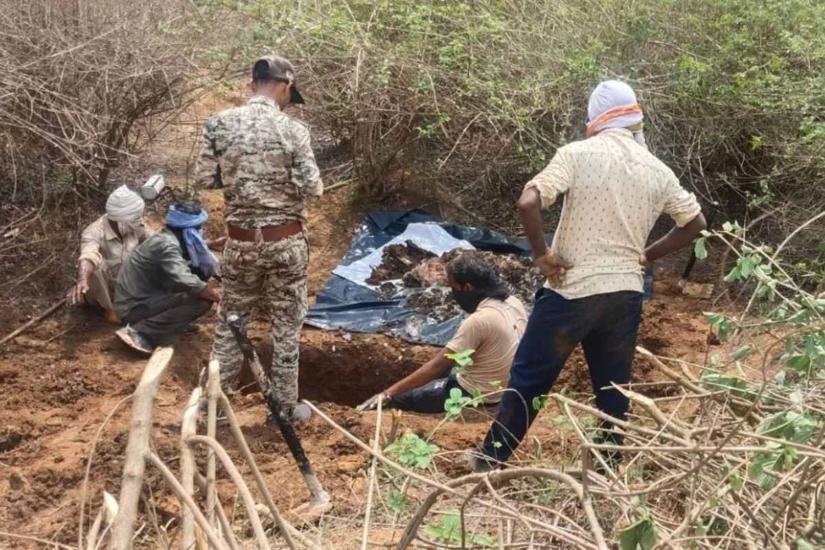 Satna Tiger Death: करंट से मरे बाघ को जंगल में दफनाया, मुखबिर की सूचना के बाद सामने आई सच्चाई