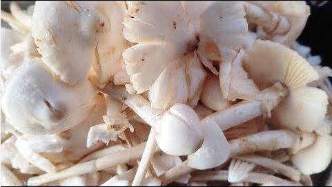 Mushroom food poisoning : मशरूम खाते ही तड़पने लगा पूरा परिवार, एक ही घर के 8 लोग अस्पताल में भर्ती; इलाके में हड़कंप