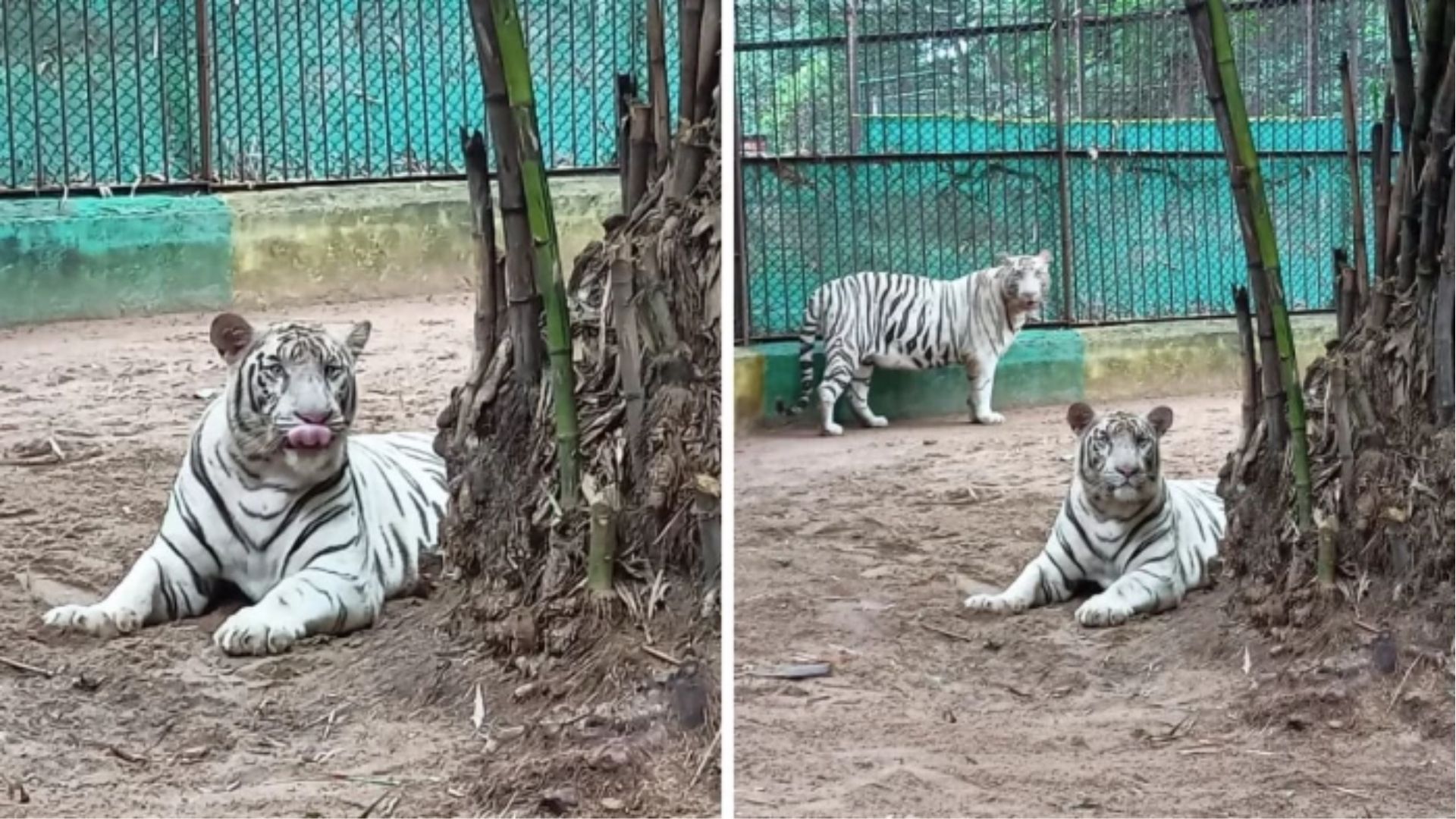 Bhilai News : भिलाई के मैत्री बाग की बड़ी उपलब्धि: 13 व्हाइट टाइगरों का सफल प्रजनन, फिर शुरू होगी ब्रीडिंग प्रक्रिया