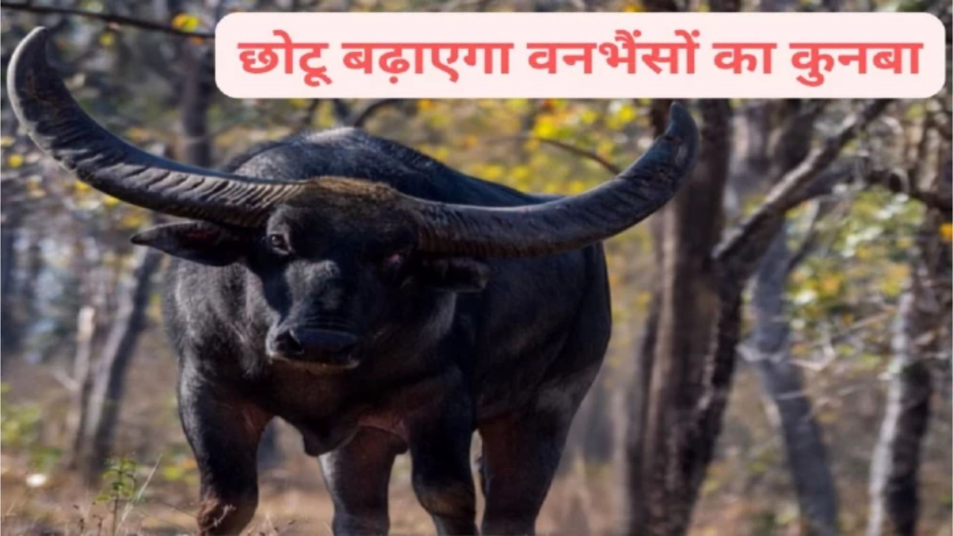 Raipur News : छत्तीसगढ़ के राजकीय पशु वन भैंसे का कुनबा बढ़ाएगा ‘छोटू’, बारनवापारा से उदंती आएंगी तीन मादा वन भैंसें