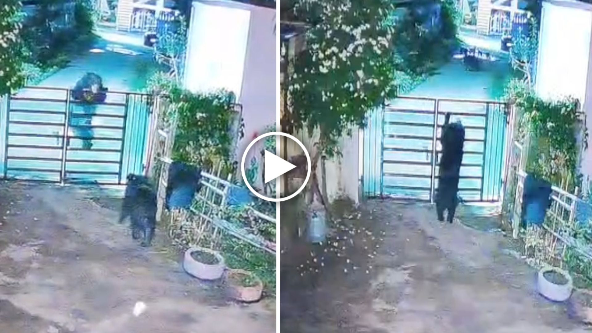 Kanker News : कांकेर में रोजाना रिहायशी इलाकों में पहुंच रहे भालू, घरों में घुसकर मचा रहे उत्पात; लोग डरे