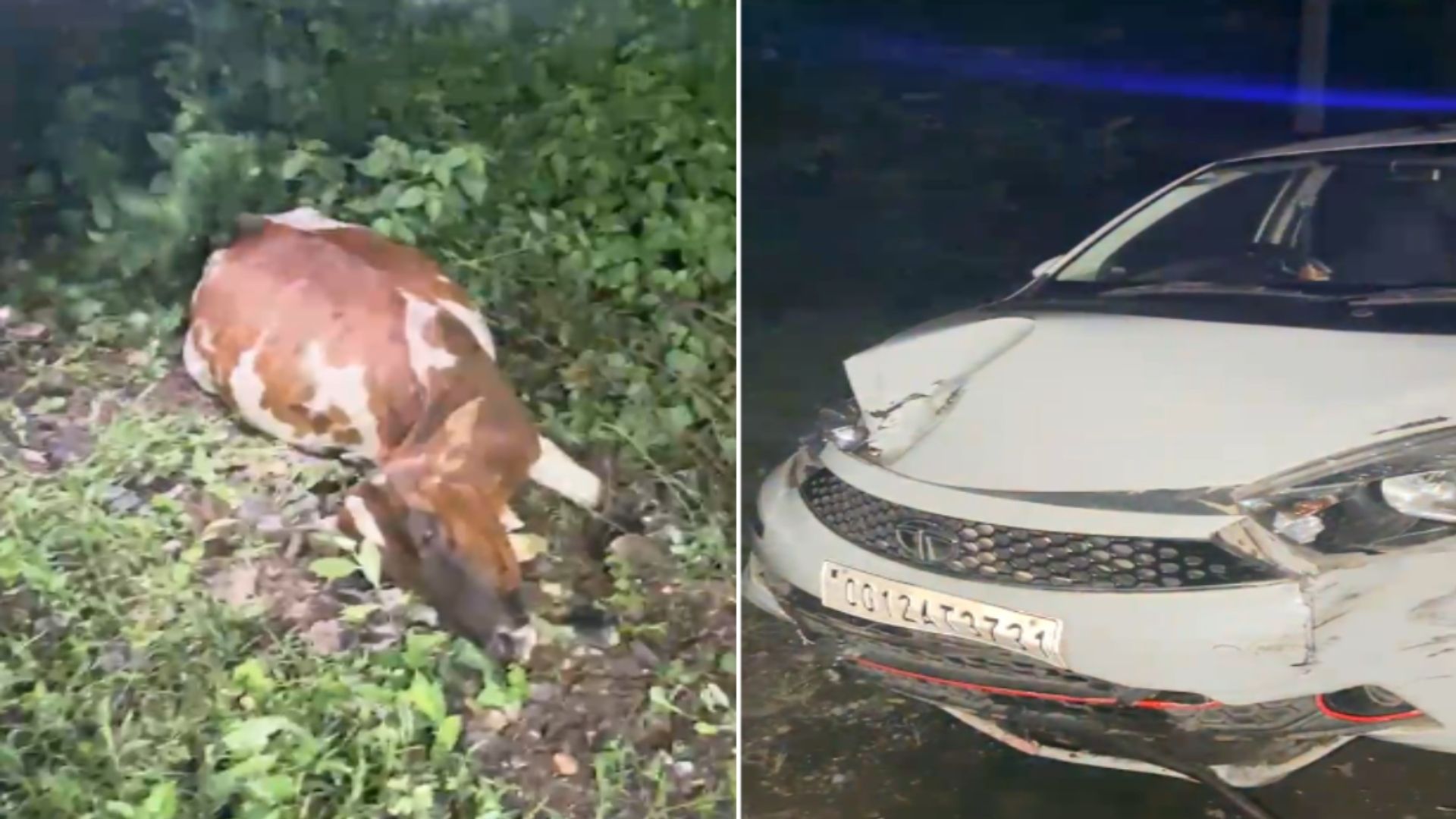 Korba News : नशे में धुत्त तेज रफ्तार कार चालक ने 4 मवेशियों को मारी टक्कर, 3 की मौत