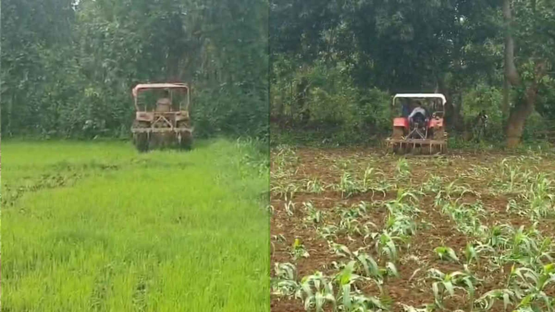 Jagdalpur News : जगदलपुर में वन विभाग की कार्रवाई पर विवाद: 15 एकड़ में मक्के की फसल नष्ट, किसान बोले- बिना मोहलत चला दिया ट्रैक्टर
