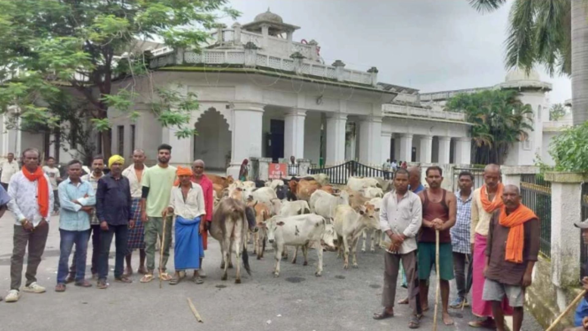 Ambikapur News : 50 एकड़ फसल चौपट होने का आरोप, किसानों ने मवेशियों को ही बनाया विरोध का हथियार
