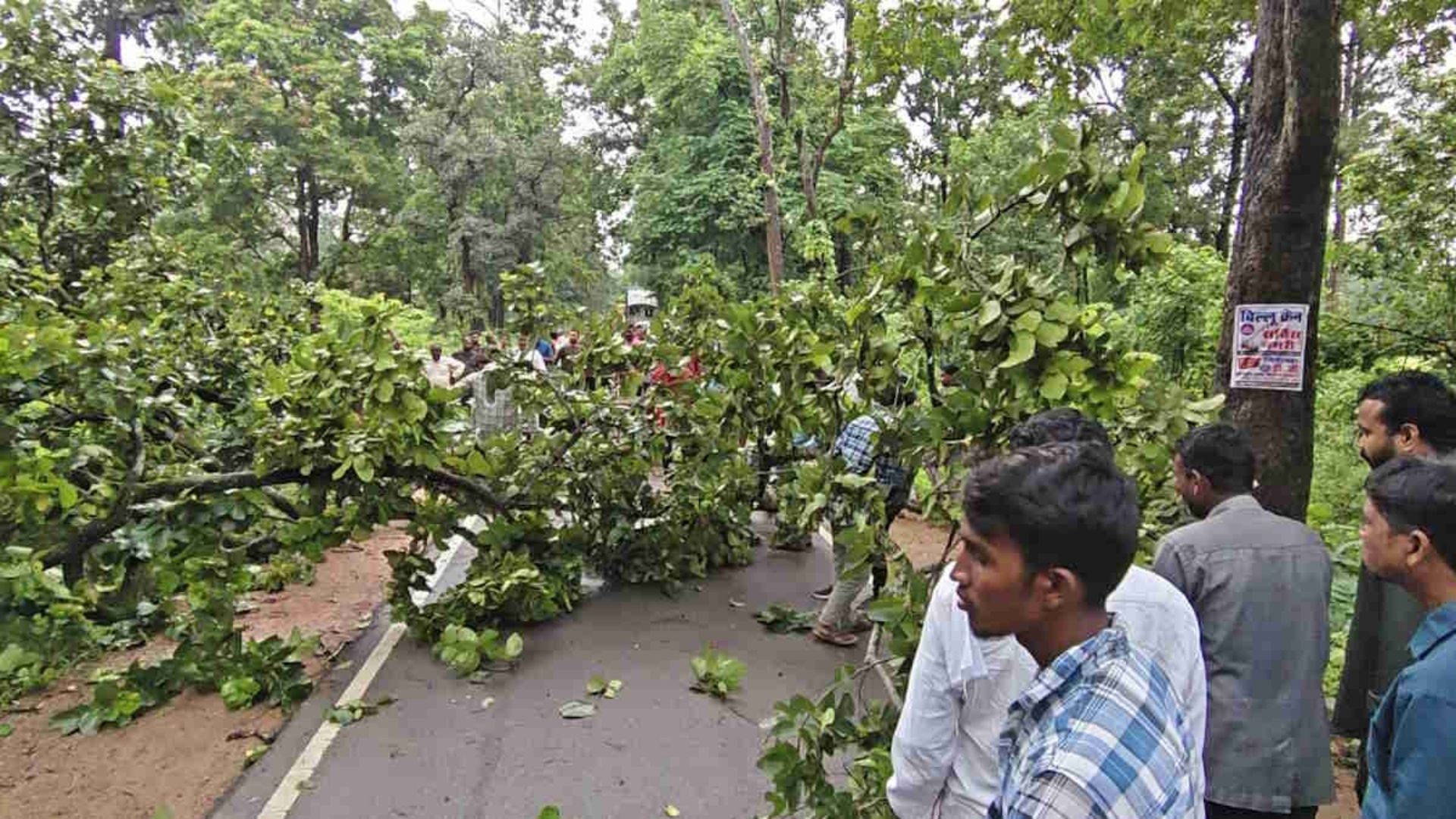 Gariyaband News: नेशनल हाईवे 130 सी में फिर लगा जाम, विशालकाय पेड़ गिरने से वाहनों की लंबी कतार