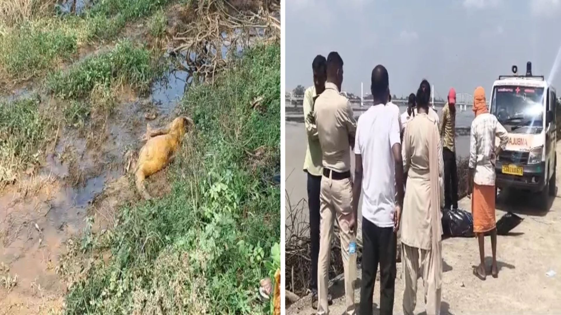 Rajim News : पैरी नदी के एनीकेट में फंसे मिले दो अज्ञात शव, बाढ़ के पानी में बहकर आने की आशंका से जांच तेज