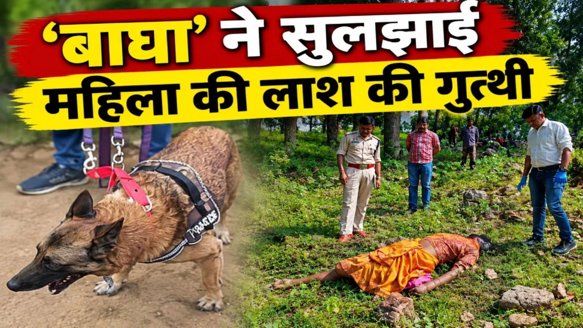 Korba News: ‘बाघा’ ने सुलझाई खेत के पास मिली महिला की हत्या की गुत्थी, 500 मीटर दौड़कर संदिग्ध के घर पहुंचा डॉग स्क्वॉड