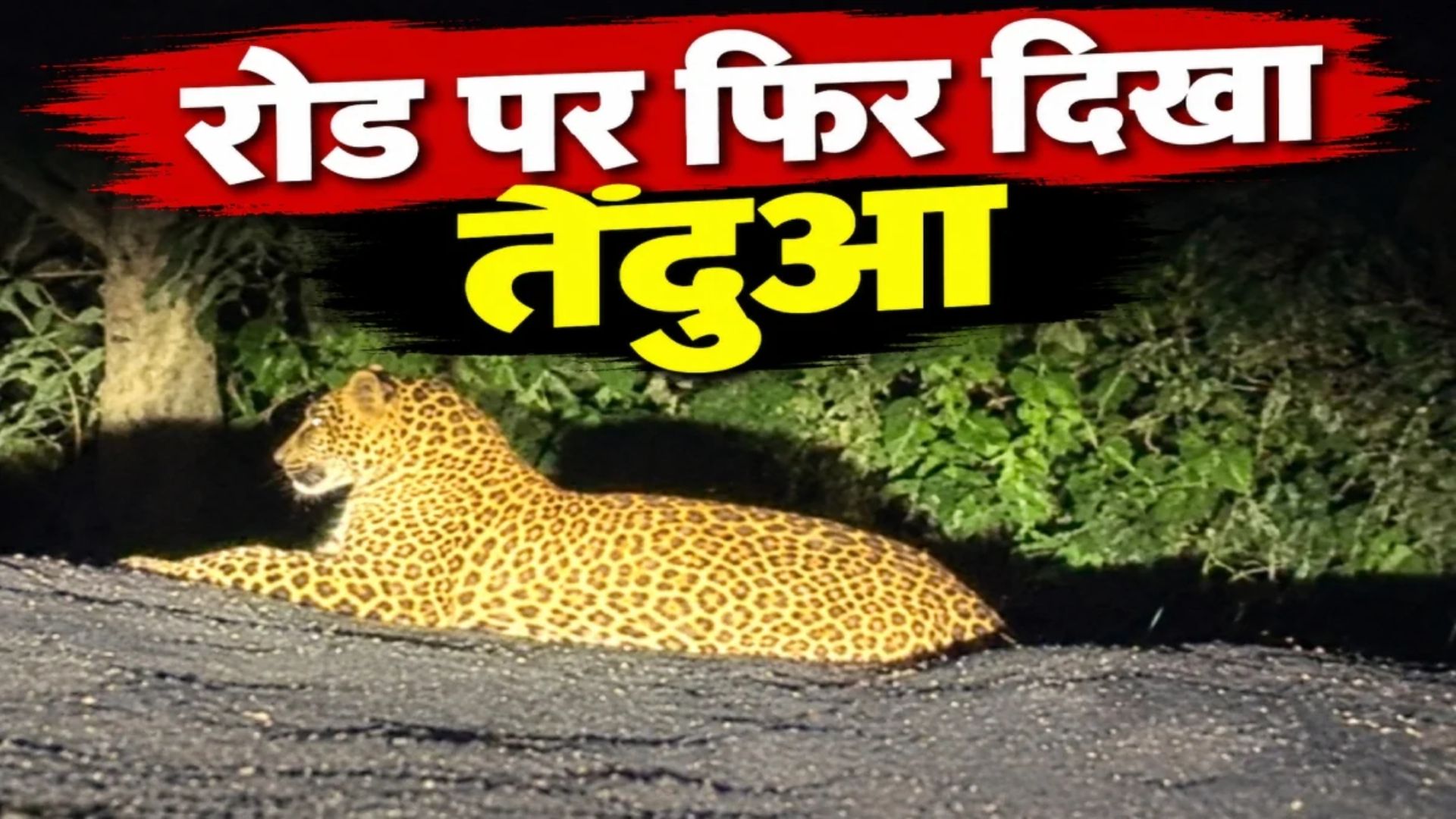 Dongargarh News: फार्म हाउस के पास फिर दिखा तेंदुआ, ग्रामीणों ने बनाया वीडियो; लगातार मौजूदगी से बढ़ी चिंता